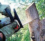  , NC Tree Removal Pros