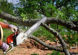 Best Seasonal Cleanup (Spring/Fall)  in , NC