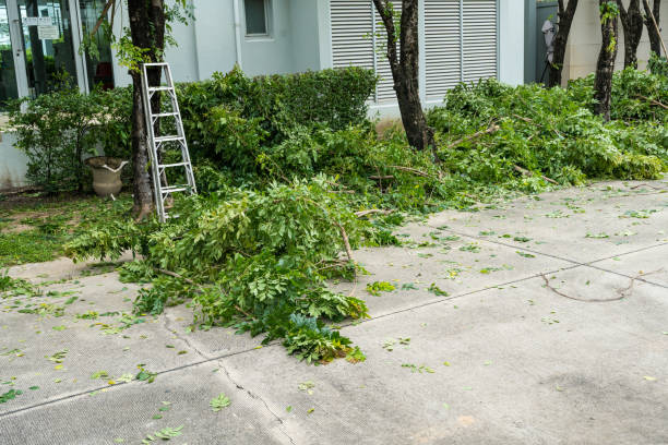 Best Lawn Disease Treatment  in , NC