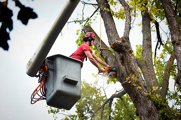 Best Tree Maintenance Programs  in , NC
