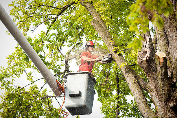 Best Hazardous Tree Removal  in , NC